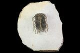Spiny Koneprusia Trilobite - Foum Zguid, Morocco #74158-4
